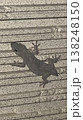 尻切れヤモリ 138248150