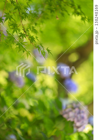 初夏の庭園　青紅葉越しの紫陽花の花 138248169