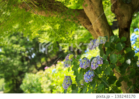初夏の庭園 青紅葉と紫陽花の花 初夏の庭園 青紅葉と紫陽花の花 138248170