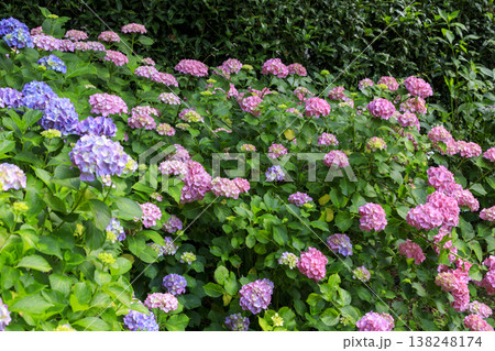 紫陽花の名所三景園に咲く紫陽花の花 138248174