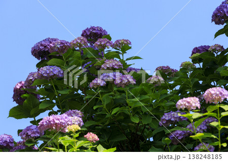 初夏の三景園の青空と紫陽花 初夏の三景園の青空と紫陽花 138248185