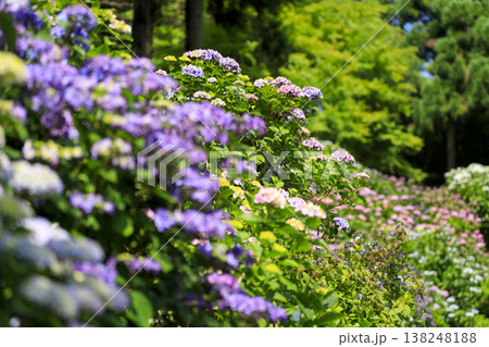 紫陽花の名所三景園の紫陽花園 紫陽花の名所三景園の紫陽花園 138248188