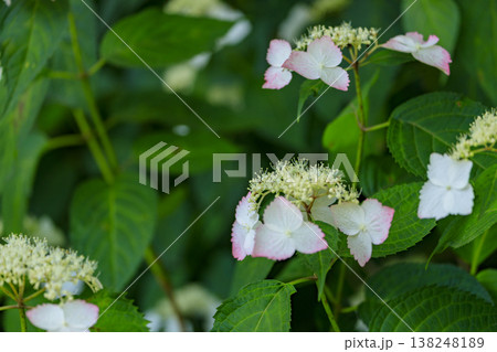 紫陽花の名所三景園のピンクと白の紫陽花 138248189