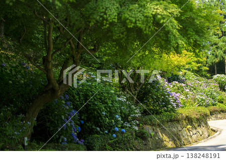 紫陽花の名所三景園の新緑の中に咲く紫陽花 138248191
