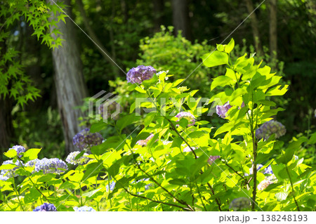 紫陽花の名所三景園の新緑の中に咲く紫陽花 138248193