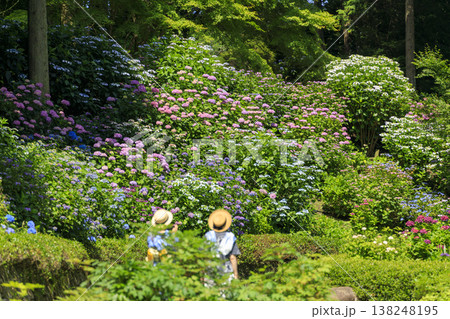 紫陽花の名所三景園の紫陽花園 138248195