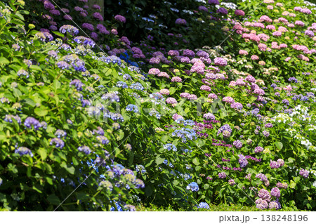 紫陽花の名所三景園の紫陽花園 紫陽花の名所三景園の紫陽花園 138248196