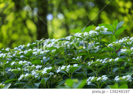 紫陽花の名所三景園の紫陽花園 紫陽花の名所三景園の紫陽花園 138248197
