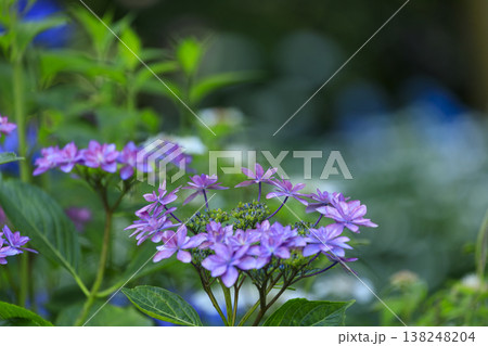 紫陽花の名所三景園の紫陽花の花 紫陽花の名所三景園の紫陽花の花 138248204