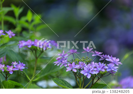紫陽花の名所三景園の紫陽花の花 138248205