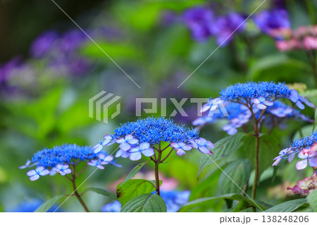 紫陽花の名所三景園の紫陽花の花 138248206