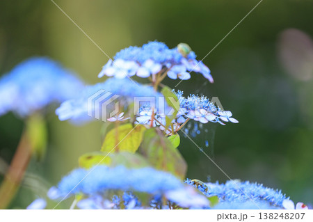 紫陽花の名所三景園の紫陽花の花 138248207