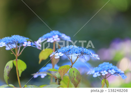 紫陽花の名所三景園の紫陽花の花 紫陽花の名所三景園の紫陽花の花 138248208