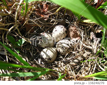 Killdeer Nest With Four Speckled Eggs Killdeer Nest With Four Speckled Eggs 138248270
