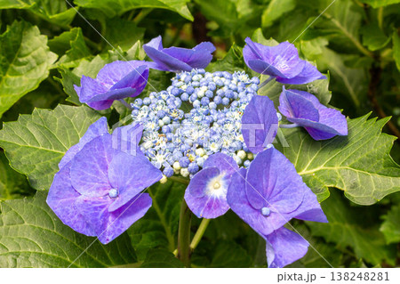 アジサイの花（渥美絞り） 138248281