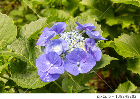 アジサイの花（渥美絞り） 138248282