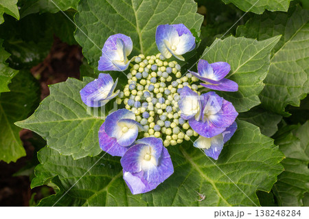 アジサイの花（渥美絞り） 138248284