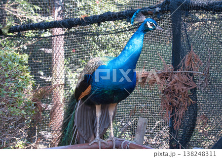 伊豆シャボテン動物公園のクジャク 138248311