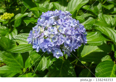 アジサイの花（てまりてまり） 138248353