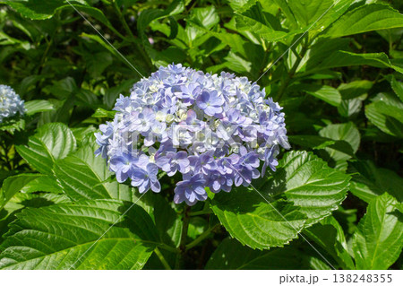 アジサイの花(てまりてまり) アジサイの花(てまりてまり) 138248355