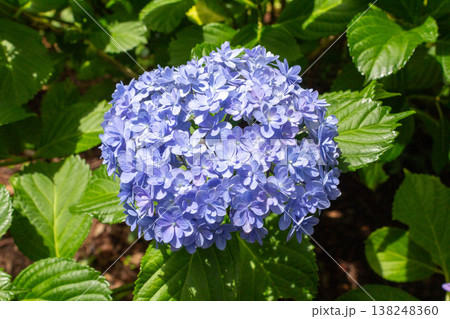 アジサイの花（てまりてまり） 138248360