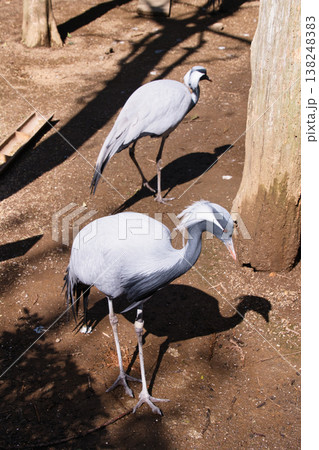 伊豆シャボテン動物公園の鶴 伊豆シャボテン動物公園の鶴 138248383