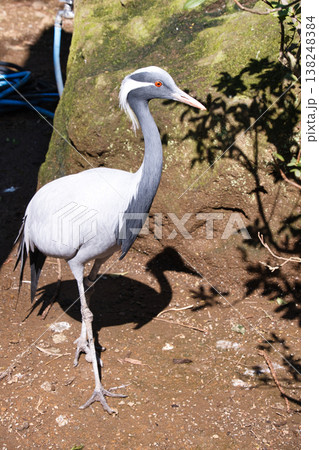 伊豆シャボテン動物公園の鶴 138248384