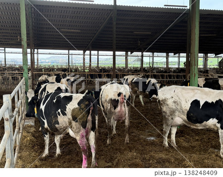 Meat and dairy farm, animals in the barnyard. Cattle breeding, dairy cow breeding. Meat and dairy farm, animals in the barnyard. Cattle breeding, dairy cow breeding. 138248409