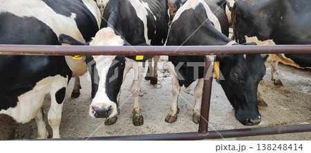 Meat and dairy farm, animals in the barnyard. Cattle breeding, dairy cow breeding. 138248414