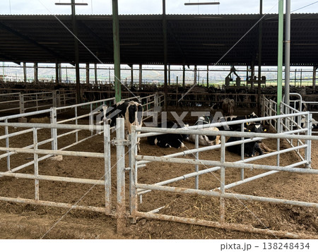 Meat and dairy farm, animals in the barnyard. Cattle breeding, dairy cow breeding. 138248434