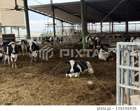 Meat and dairy farm, animals in the barnyard. Cattle breeding, dairy cow breeding. 138248436
