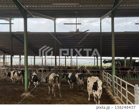 Meat and dairy farm, animals in the barnyard. Cattle breeding, dairy cow breeding. 138248437