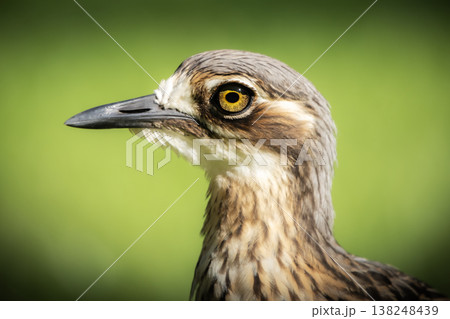 Bush stone-curlew or Burhinus grallarius 138248439