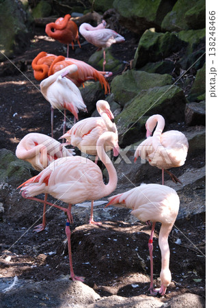 伊豆シャボテン動物公園のフラミンゴ 伊豆シャボテン動物公園のフラミンゴ 138248466