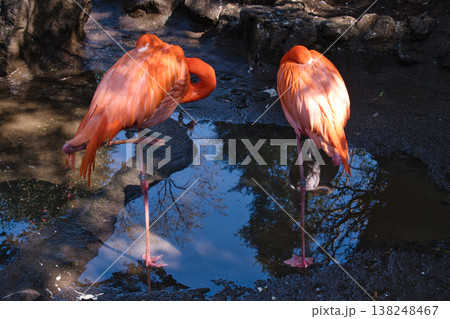 伊豆シャボテン動物公園のフラミンゴ 伊豆シャボテン動物公園のフラミンゴ 138248467