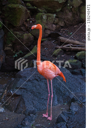 伊豆シャボテン動物公園のフラミンゴ 138248471
