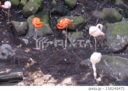 伊豆シャボテン動物公園のフラミンゴ 伊豆シャボテン動物公園のフラミンゴ 138248472