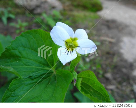 The Lovely White Canada Violet Native The Lovely White Canada Violet Native 138248508