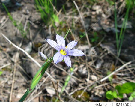 Blue-Eyed Mountain Grass Flower Blue-Eyed Mountain Grass Flower 138248509