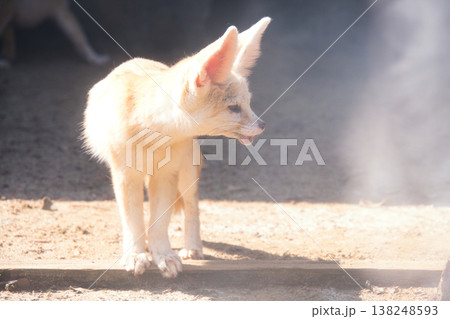 伊豆シャボテン動物公園のフェネック 138248593