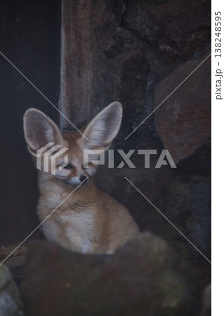 伊豆シャボテン動物公園のフェネック 138248595