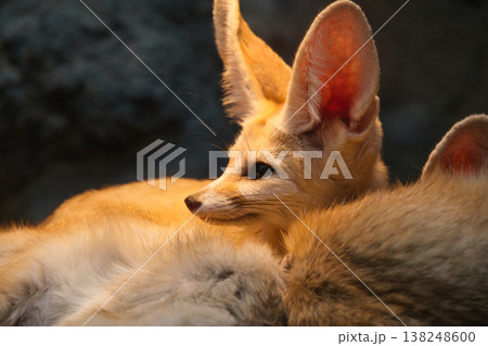 伊豆シャボテン動物公園のフェネック 138248600
