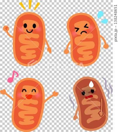 A set of illustrations of mitochondrial characters 138248651