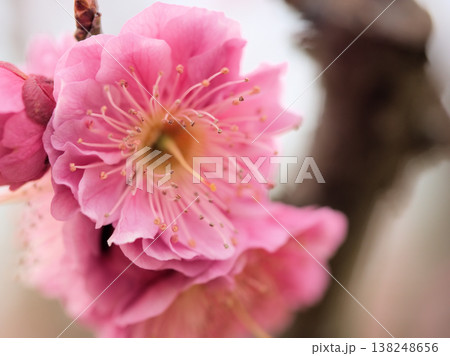 3月に美しく咲いたピンク色の梅の花「家康梅(イエヤスバイ)」 3月に美しく咲いたピンク色の梅の花「家康梅(イエヤスバイ)」 138248656