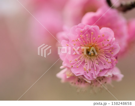 3月に美しく咲いたピンク色の梅の花「家康梅(イエヤスバイ)」 3月に美しく咲いたピンク色の梅の花「家康梅(イエヤスバイ)」 138248658