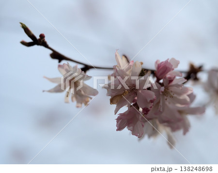 3月に美しく咲いたサクラ「十月桜（ジュウガツザクラ）」 138248698