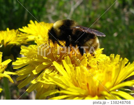 Yellow-Banded Bumblebee Pollinating Dandelions Yellow-Banded Bumblebee Pollinating Dandelions 138248708