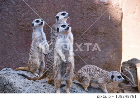 伊豆シャボテン動物公園のミーアキャット 伊豆シャボテン動物公園のミーアキャット 138248761