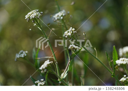 ナズナの花 ナズナの花 138248806