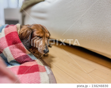 ぬくぬくの毛布でお昼寝する老犬 ぬくぬくの毛布でお昼寝する老犬 138248830